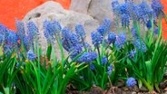 Traubenhyazinthen gehören zu den Frühblühern  jeder Monat hat im Garten seine ganz eigenen Farben und Düfte. © NDR/nautilusfilm 