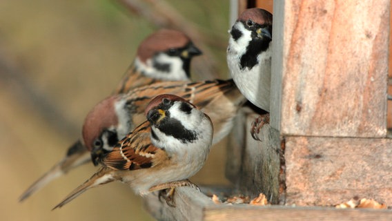 Unzählige Singvögel bevölkern unsere Gärten und betätigen sich ganz nebenbei als Schädlingsbekämpfer. Unzählige Singvögel bevölkern unsere Gärten und betätigen sich ganz nebenbei als Schädlingsbekämpfer. © NDR/nautilusfilm