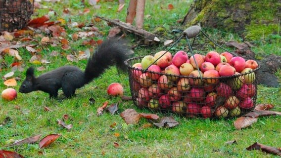 1.500 Apfelsorten wachsen noch in deutschen Gärten, aber es werden immer weniger. © NDR/nautilusfilm 