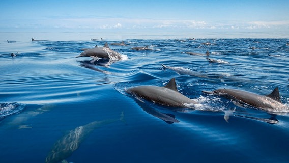 Ostpazifische Delfine schließen sich zu Gruppen von mehreren Tausend Tieren zusammen. Sie gehören zu den sozialsten und kommunikativsten Delfinen. © NDR/doclights/Silverback Films 2015 