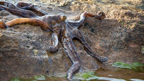 Dieser Oktopus lebt an der Küste von Nordaustralien und ist die einzige Tintenfisch-Art, die sich auch an Land fortbewegen kann. Die Art wurde erst 2011 entdeckt und erhielt bisher keinen wissenschaftlichen Namen. © NDR/doclights/Silverback Films 2015/Peter Bassett 