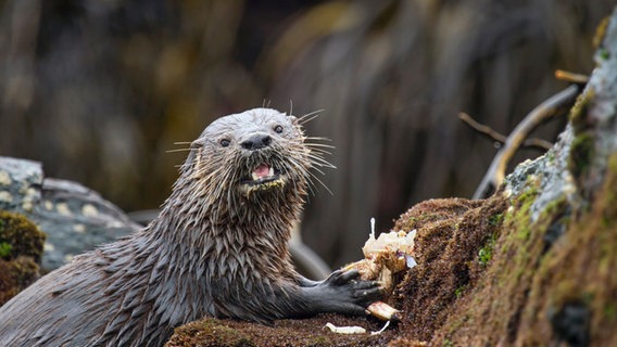 Der südamerikanische Küstenotter ist der kleinste Meeressäuger der Welt; von der Nase bis zur Schwanzspitze misst er kaum über einen Meter. © NDR/doclights/Silverback Films 2015/Marcelo Flores 