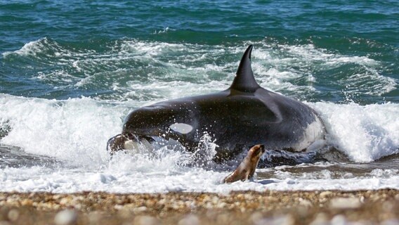 Ein Orca schnellt auf den Strand der argentinischen Halbinsel Valdés und greift eine junge Mähnenrobbe. Weniger als die Hälfte ihrer Angriffe sind erfolgreich. © NDR/doclights/Silverback Films 2015/Mandi Stark 
