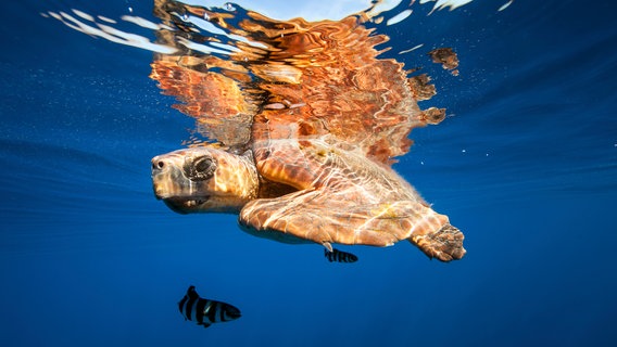 Beim Schnorcheln auf den Kanaren begegnet man mit etwas Glück großen Meeresschildkröten wie etwa der Unechten Karettschildkröte. © NDR/NDR Naturfilm/doclights/Science Vision/Michael Schlamberger 