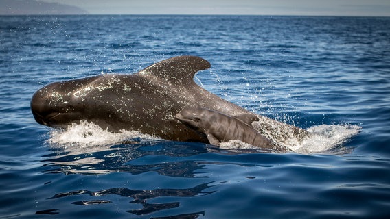 Pilotwale können bis zu acht Meter lang und drei Tonnen schwer werden. Sie benötigen täglich bis zu 50 Kilo Nahrung, die sie meist in der Nacht jagen. © NDR/NDR Naturfilm/doclights/Science Vision/Michael Schlamberger 