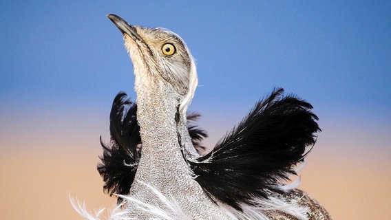 Kragentrappen sind Wüstenvögel. Sie leben auf den Kanareninseln Fuerteventura und Lanzarote. Hat es in der Wüste geregnet, beginnen die Männchen mit ihrer außergewöhnlichen Balz. © NDR/NDR Naturfilm/doclights/Science Vision/Jose Juan Hernandez 