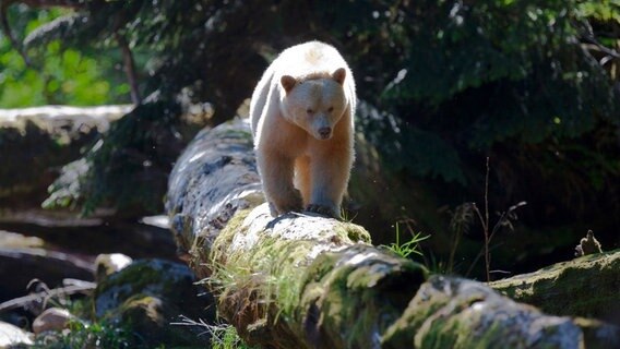 Im Westen Kanadas lebt ein sagenumwobenes Tier: Der Geisterbär. Es handelt sich dabei jedoch lediglich um eine weiße Unterart des Schwarzbären. © NDR/NDR NAturfilm/doclights/Brian Leith Productions/Terra Mater/Kieran ODonovan 