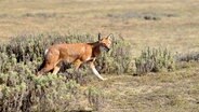 Äthiopische Wölfe sind Nahrungsspezialisten. Sie ernähren sich ausschließlich von Nagetieren. © NDR/NDR Naturfilm/Doclights/Altayfilm/Henry M. Mix 