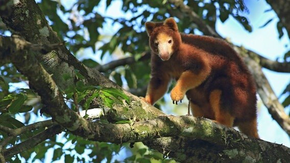 Das Matschie-Baumkänguru wird als 1 Gramm schwerer Winzling geboren und bleibt 41 Wochen im Beutel der Mutter, wo es heranwächst. © NDR/Doclights GmbH/Terramater/Ma 