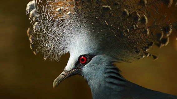 Fächertauben sind gesellige Vögel, die meist in kleinen Trupps unterwegs sind. © NDR/Doclights GmbH/Terramater/Ma 