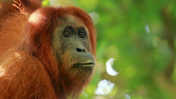 Orang-Utans zählen zu den bedrohten Arten. Hauptgrund ist der Verlust ihres Lebensraumes durch Palmölplantagen. © NDR/Doclights GmbH/Terramater/Ma 