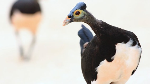 Das Hammerhuhn lässt brüten. Der Vogel vergräbt seine Eier in tiefen Sandlöchern, wo vulkanische Wärme für die richtige Temperatur sorgt. © NDR/Doclights GmbH/Terramater/Ma 