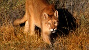 Pumas können in allen Lebensräumen existieren: ob Dschungel, Wüste, Tundra oder Hochgebirge - vom Norden Kanadas bis in den Süden Chiles. © NDR/NDR Naturfilm, honorarfrei 