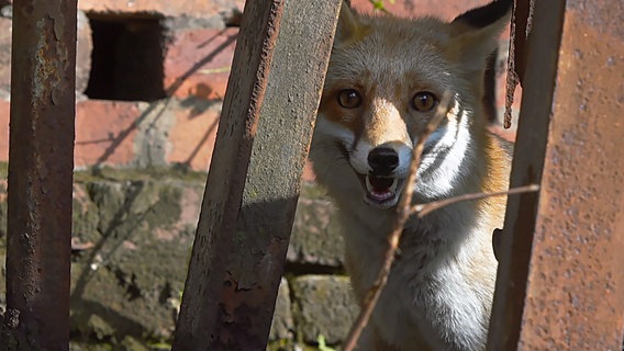 Ein Rotfuchs im Landschaftspark Duisburg Nord. In dem ehemaligen Hüttenwerk finden sich unzählige Schlupfwinkel für den heimlichen Jäger. © NDR/WDR/Light & Shadow GmbH 