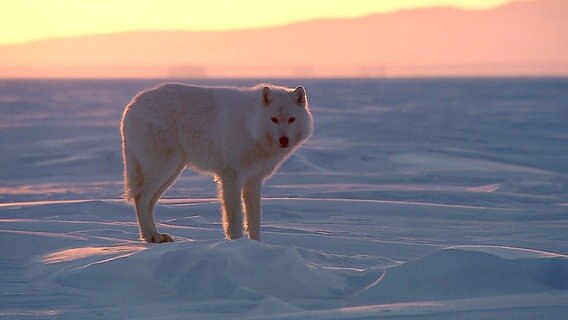 Polarwölfe leben ausschließlich in der Arktis - sie unterscheiden sich von anderen Wölfen durch die helle Farbe und das besonders weiche, dichte Fell. © NDR/Ralf Gemmecke, honorarfrei 