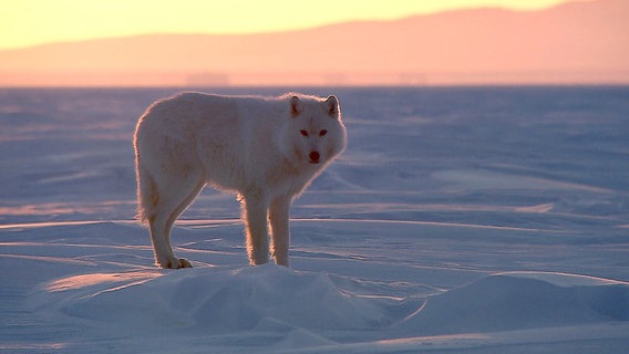 Polarwölfe leben ausschließlich in der Arktis - sie unterscheiden sich von anderen Wölfen durch die helle Farbe und das besonders weiche, dichte Fell. Polarwölfe leben ausschließlich in der Arktis - sie unterscheiden sich von anderen Wölfen durch die helle Farbe und das besonders weiche, dichte Fell. © NDR/Ralf Gemmecke, honorarfrei