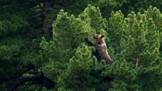 Braunbären lieben die Zapfen der Zirbelkiefern - dafür steigen sie sogar bis in die Baumwipfel. © NDR/Arolla Film/Karol Kalisky 