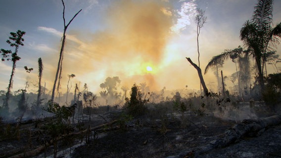 Auch das müssen Tierfilmer ertragen: Während seiner Dreharbeiten im Amazonasbecken, stieß Christian Baumeister auf riesige Flächen, auf denen Urwaldriesen illegal gefällt und der Rest des Waldes der Brandrodung zum Opfer fiel. © NDR/NDR Naturfilm/Doclights GmbH/Light & Shadow GmbH 