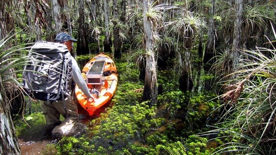 Wasserwildnis Everglades: Monatelang hat Tierfilmer Zoltán Török zu Fuß den Lebensraum der Alligatoren erkundet - stets auf der Hut vor den angriffslustigen Riesenechsen. © NDR/NDR Naturfilm/Doclights GmbH 