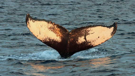 Mit Schlägen ihrer gewaltigen Schwanzflosse betäuben Buckelwale die Heringe, um sie dann zu fangen. © WDR/Kenneth Peterson 