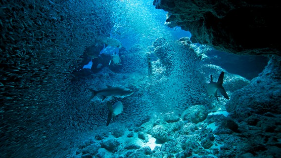 Ährenfische flüchten vor der gleißenden Sonne in die Unterwasserhöhle von Grand Cayman und werden dort bereits von hungrigen Tarpunen erwartet. © WDR/Corinne Chevalier 