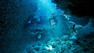 Ährenfische flüchten vor der gleißenden Sonne in die Unterwasserhöhle von Grand Cayman und werden dort bereits von hungrigen Tarpunen erwartet. © WDR/Corinne Chevalier 