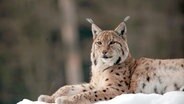 Der Luchs kehrt zurück in den Schwarzwald. Seit 1995 fand man mehr als 200 Luchsspuren. Die Luchse wandern von den angrenzenden Vogesen und die Schweizer Alpen in das Mittelgebirge. © NDR/Klaus Weißmann 