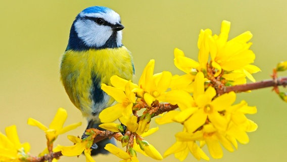 Blaumeisen brüten mehrfach im Jahr. Ihr Timing ist perfekt  der Schlupf der Jungvögel fällt in die insektenreiche Zeit des Jahres. © © NDR/BBC/Stefan Huwiler 