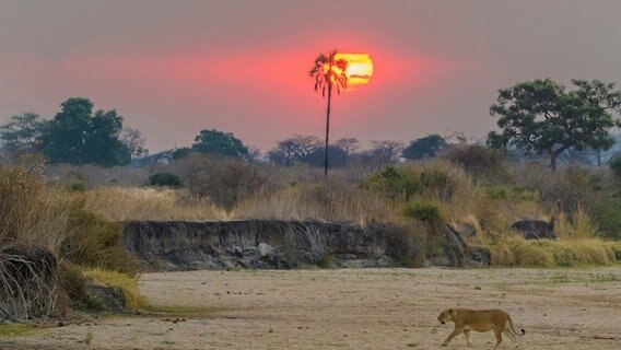 Sonnenuntergang am Mwagusi Fluss - eine Löwin streift durch ihr Revier. © NDR/TMFS Marc Moll 