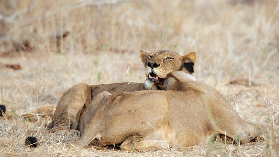 Der Zusammenhalt im Löwenrudel ist wichtig für seinen Fortbestand. Die gegenseitige Fellpflege stärkt die soziale Bindung zwischen den Weibchen. © NDR/TMFS Marc Moll 