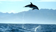 Schwarzdelfine kommunizieren nicht nur über ihr Sonar und verschiedene Click-Laute miteinander. Auch mit ihren Sprüngen und der Art, wie sie ins Wasser tauchen, geben sie sich gegenseitig Signale. © NDR/BBC 