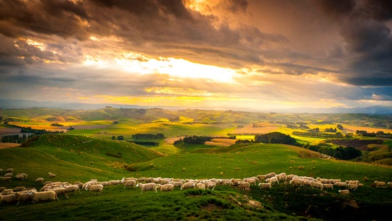 Die ersten Schafe wurden 1773 von Kapitän Cook nach Neuseeland gebracht. Im Jahr 1982 kamen auf jeden Einwohner Neuseelands 22 Schafe, heute sind es sieben Schafe pro Kopf. © NDR/BBC/Nick Easton 