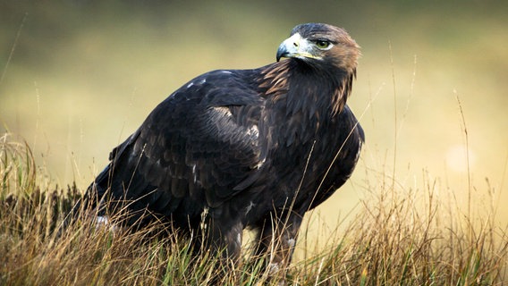 Ein Steinadler sitzt stolz im Glenveagh-Nationalpark in Donegal, Irland. Steinadler werden etwa 20 Jahre alt. Im gut 16.000 Hektar großen Glenveagh-Nationalpark finden die Greifvögel eine Zuflucht. © NDR/doclights/Crossing the Line Production 