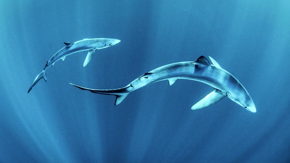 Zwei Blauhaie im klaren Wasser vor der Westküste Irlands. Blauhaie werden bis zu vier Meter groß und erreichen ein Gewicht von 200 Kilogramm. Sie kommen hauptsächlich im offenen Ozean vor. © NDR/doclights/Crossing the Line Production/George Karbus 