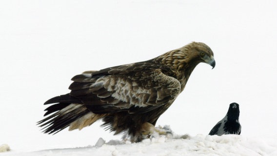 Viele Tiere fallen dem skandinavischen Winter zum Opfer. Ihre Kadaver bringen Steinadler oder Nebelkrähen durch die kalte Jahreszeit. © NDR/Doclights GmbH NDR Naturfilm 