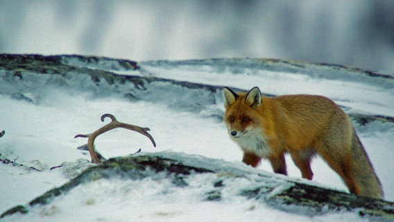 Der Rotfuchs ist bis in die Tundra Skandinaviens vorgedrungen. © NDR/Doclights GmbH NDR Naturfilm 