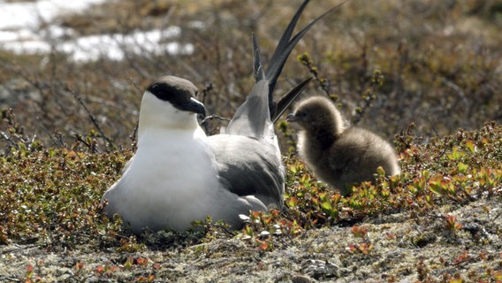 Die Falken-Raubmöwe nistet im Norden Skandinaviens nur, wenn sie dort ausreichend Lemminge findet. © NDR/Doclights GmbH NDR Naturfilm 