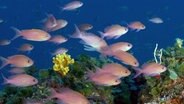 Vor der italienischen Insel Elba tummelt sich ein buntes Fischvolk. © NDR/NDR Naturfilm/Blue Planet Film 