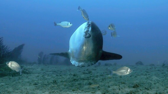 Mondfische lassen sich ihre Haut von Parasiten befreien. © NDR/NDR Naturfilm/Blue Planet Film 