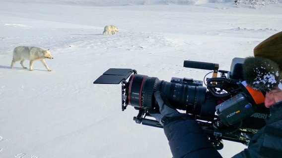 Geduld ist bei Tierfilmern generell gefragt, aber die Polarwölfe von Ellesmere haben Kameramann Ivo Nörenberg auf eine besonders harte Probe gestellt. © NDR/doclights GmbH/Alain Lusignan 