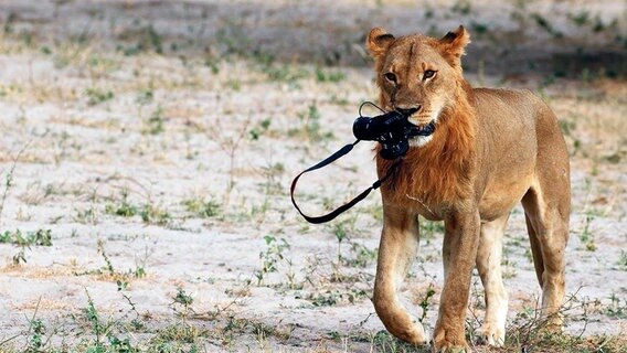 Kameraklau: Ein Löwe versucht sich als Tierfilmer und verschwindet im afrikanischen Busch. © NDR/Doclights/Zorillafilm/Marco Nagel 