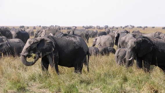 Botsuana ist die Heimat von 130.000 Elefanten, das ist ein Drittel der gesamten Elefantenpopulation Afrikas. Die meisten leben im Norden des Landes, im Einzugsgebiet der Flüsse Chobe, Linyanti, Kwando und Okawango. © NDR/Doclights/Zorillafilm Grospitz & Westphalen 