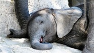 Elefanten-Siesta: Im Schutz der Herde verschläft das Kleine die Mittagshitze im Schatten eines Baumes. © NDR/Doclights/Zorillafilm Grospitz & Westphalen 