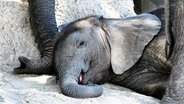 Elefanten-Siesta: Im Schutz der Herde verschläft das Kleine die Mittagshitze im Schatten eines Baumes. © NDR/Doclights/Zorillafilm Grospitz & Westphalen 