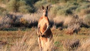 Die Männchen der Roten Riesenkängurus sind echte Muskelpakete. Die größten und stärksten gewinnen meistens, wenn es zum Boxkampf um die Weibchen kommt. © NDR/doclights/Grospitz & Westphalen 