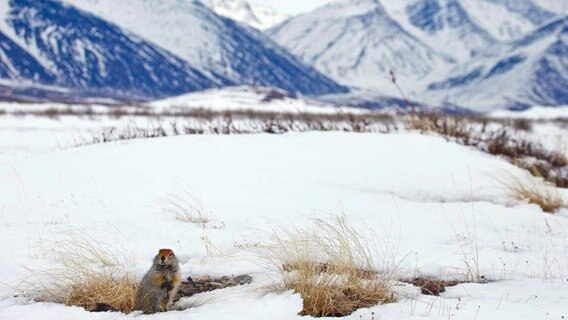Der Arktische Ziesel gehört wie der Präriehund zu den Erdmännchen. © NDR/NDR Naturfilm/doclights/Uwe Anders 