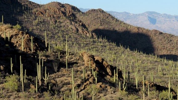 In manchen Gegenden, wie den Tucson Mountains, stehen die Saguaro Kakteen fast so nah beieinander wie in einem Wald. © NDR/Doclights GmbH 