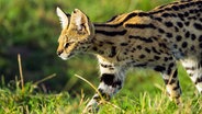 Ein lauerndes Serval-Weibchen auf der Jagd. Die Katzen orientieren sich vor allem an Geräuschen im Gras. © NDR/NDR Naturfilm/doclights/Reinhard Radke 