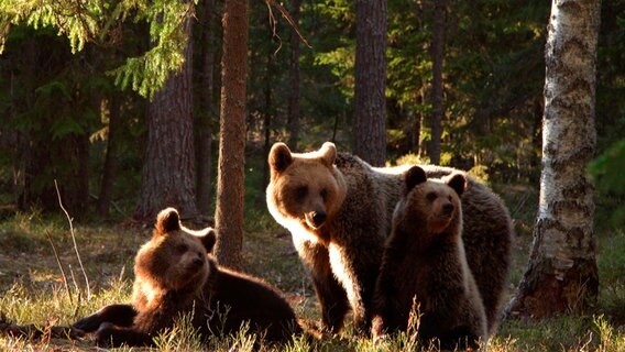 Rund 700 Braunbären leben in Estland, die Hälfte davon im Wald von Alutaguse. © NDR/Christoph Hauschild 