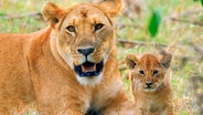 Löwenjunge bleiben etwa zweieinhalb Jahre in der Obhut ihrer Mutter. Gesäugt werden sie allerdings auch von den anderen Weibchen im Rudel. © NDR Naturfilm/Reinhard Radke 